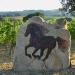 Cavalli e vigne