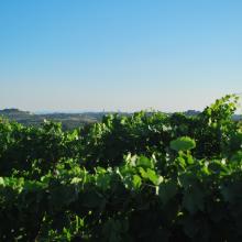 Le Vigne del Chianti