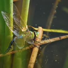 Una libellula